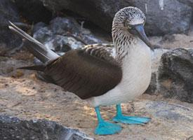 Foto: Blaufußtölpel