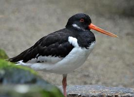 Foto: Austernfischer