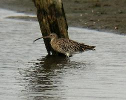 Foto: Große brachvogel