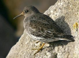 Foto: Meerstrandläufer