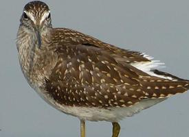Foto: Bruchwasserläufer