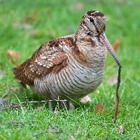 Foto: Waldschnepfe