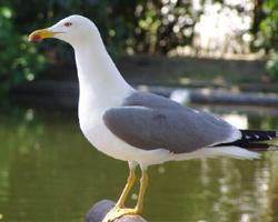 Foto: Mittelmeermöwe