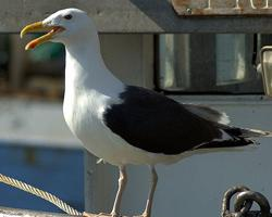 Foto: Mantelmöwe