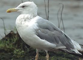 Foto: Steppenmöwe
