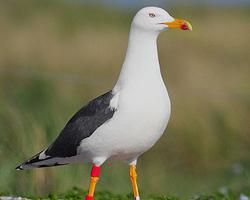 Foto: Heringsmöwe