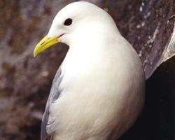 Foto: Dreizehenmöwe
