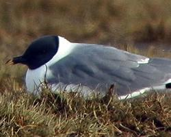 Foto: Schwalbenmöwe