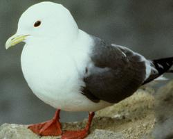 Foto: Klippenmöwe