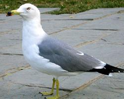 Foto: Japanmöwe
