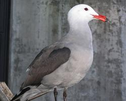 Foto: Heermannmöwe