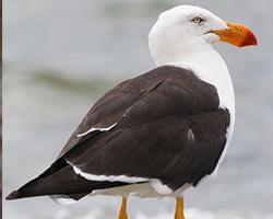Foto: Dickschnabelmöwe