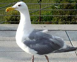 Foto: Beringmöwe