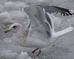 Foto: Thayermöwe