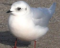 Foto: Rosenmöwe