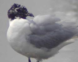 Foto: Kappenmöwe