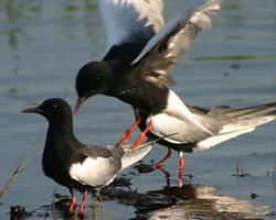 Foto: Weißflügelseeschwalbe