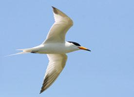 Foto: Bernsteinseeschwalbe