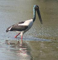 Foto: Riesenstorch