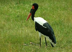 Foto: Sattelstorch