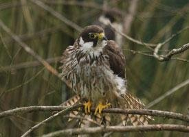Foto: Baumfalke
