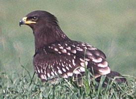 Foto: Schelladler