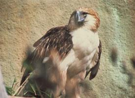 Foto: Philippinenadler