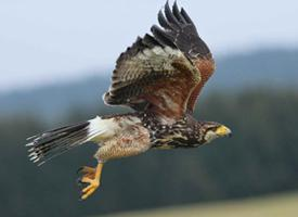 Foto: Wüstenbussard