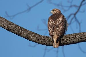 Foto: Rotschwanzbussard