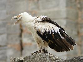 Foto: Palmgeier