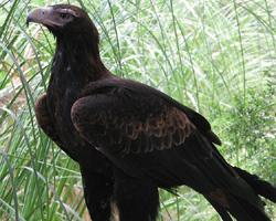 Foto: Keilschwanzadler