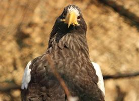 Foto: Riesenseeadler