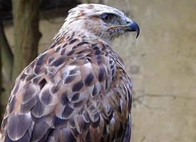Foto: Adlerbussard
