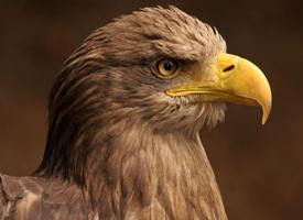 Foto: Seeadler