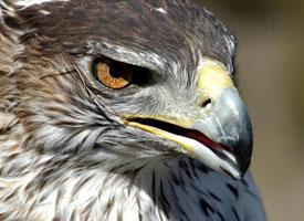 Foto: Habichtsadler