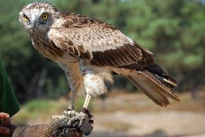 Foto: Schlangenadler
