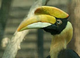 Foto: Doppelhornvogel