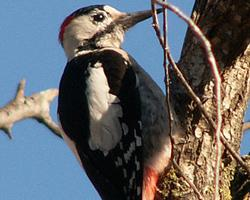 Foto: Blutspecht