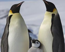 Foto: Kaiserpinguin