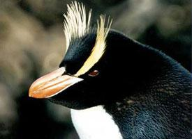 Foto: Kronenpinguin