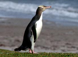 Foto: Gelbaugenpinguin