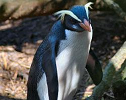 Foto: Dickschnabelpinguin