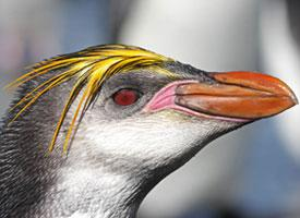 Foto: Haubenpinguin