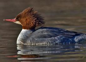 Foto: Gänsesäger