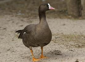 Foto: Zwerggans