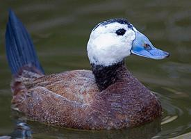 Foto: Weißkopfruderente