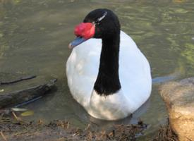 Foto: Schwarzhalsschwan