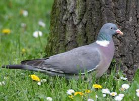 Foto: Ringeltaube