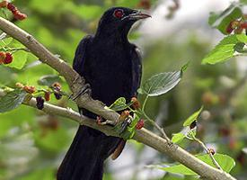 Foto: Indische koel