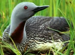 Foto: Sterntaucher